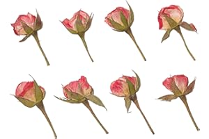 YOUTHBRO 24PCS Pink Rose Dried Pressed Flowers with Stem, Nature Real Dry Pressing Floral for Resin for Scrapbooking DIY Candle Accessories Jewelry Crafts Making