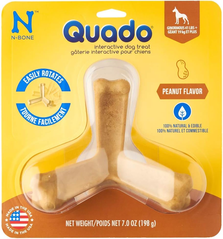 dingo australian cattle dog mix