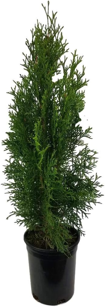 Télécharger gratuitement Images Amazon Com Emerald Green Arborvitae Tree Thuja Live Plant le plus cool par