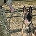 Pettom Military Tactical Dog Leash Short Nylon Bungee Traffic Quick Release Lead Rope with Control Handle for Large Dogs Hunting Training Jogging(Coyote Brown)