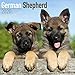 German Shepherd Puppies Calendar - Dog Breed Calendars - 2019 - 2020 Wall Calendars - 16 Month by Av by