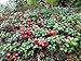 Lingonberry - High in Anti-oxidants - 4