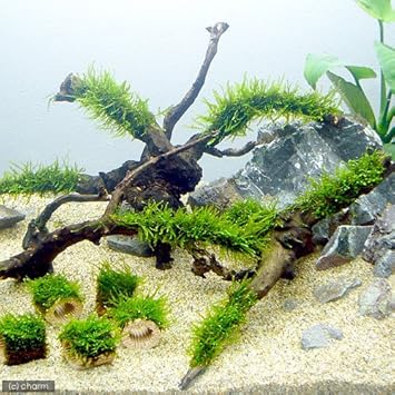 Amazon 水草 育成済 ジャイアント南米ウィローモス 枝状流木 ｍサイズ 約２０ｃｍ 無農薬 １本 北海道航空便要保温 Charm チャーム 生体水草 通販