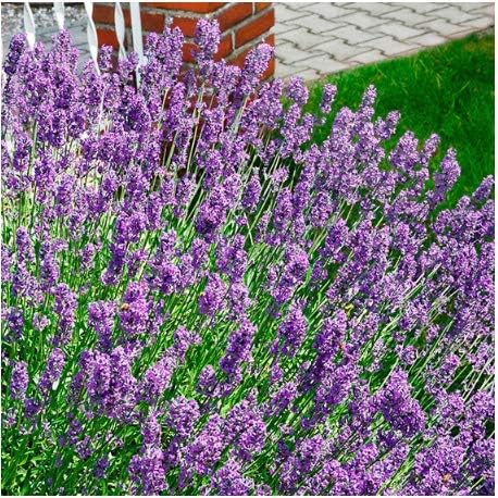 Beautytalk Seeds- Lavender Seeds 'The Classic' Plant Seeds Fragrance Lavender Flower Seeds Hardy Perennial Herbs Plant for Balcony, Garden