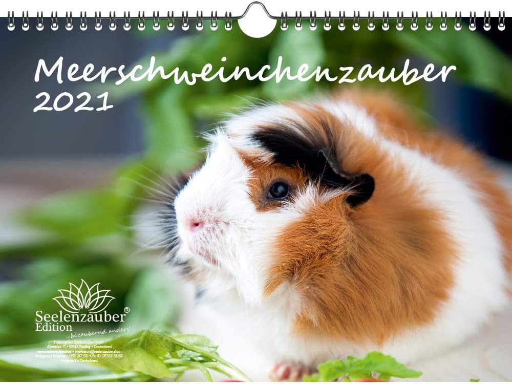 Calendrier 2021 Cochons D Inde Format A4 Coffret Cadeau Contenu 1 Calendrier 1 Carte De Noel Et 1 Carte De Vœux 3 Pieces Au Total Amazon Fr Fournitures De Bureau calendrier 2021 cochon