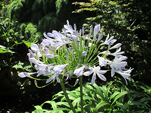 Agapanthus praecox: Lily of the Nile