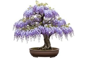 CZ GRAIN Chinese Wisteria Bonsai Tree Seedling for Planting - 1 Year Old Well Rooted Seedling - Fast-Growing Ornamental Tree with Violet-Purple Flowers and Fragrant Sweet Scent