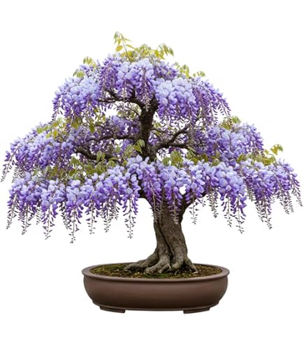 japanese larch bonsai Japanese Larch Bonsai  Zero Bonsai