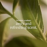 L'OCCITANE Verbena Verveine Body Lotion Moisturizer 250ml Zesty Refreshing view 2