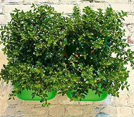 Living Wall Planters Plantador de la pared sala de estar ideal ...