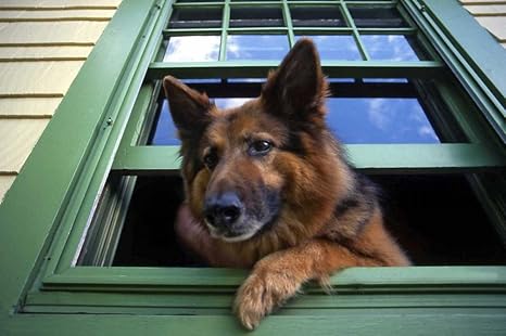 Karmakara Or Portland Griff The Long Hair German Shepherd Fine
