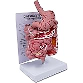 Human Digestive System Model with Removable Stomach, GI-Tract and Colon, Includes Product Manual