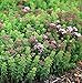 Compact Marjoram Live Herb - Oregano - 3