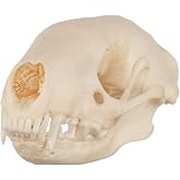 Real Striped Skunk Skull B Quality
