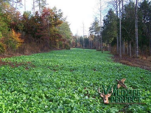 Wildlife Perfect Brassica Mixture