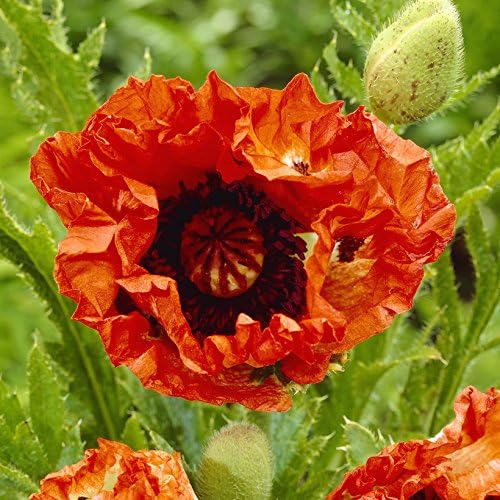 Hardy Oriental Poppy Plant Pack of 5 Outdoor Plants Flowers