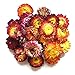 TooGet Fragrant Dried Flowers and Herbs Accessories Decorations 9 Bags Set Dry Flowers for Soap Bath Bombs Making and Dried Flower Crafts