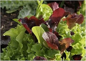 David's Garden Seeds Lettuce Mix Encore 2369 (Multi) 500 Non-GMO, Open Pollinated Seeds