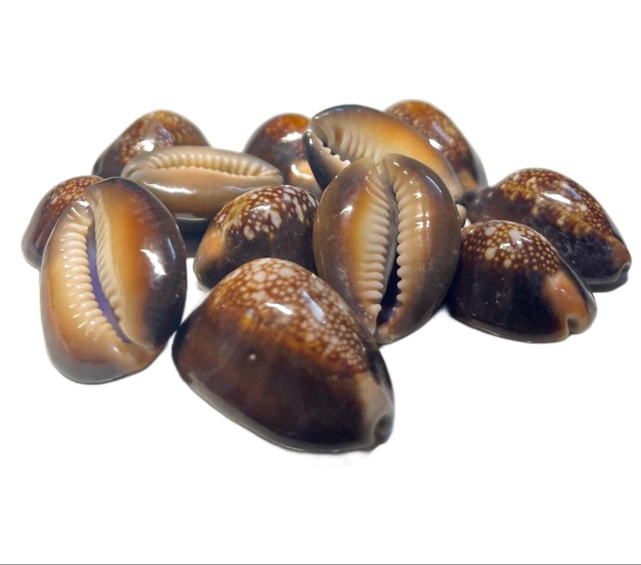 Photo 1 of 4OUR FAITH Lakshmi Kali/Black Kawri Kodi Shells | Cowrie Sea Shells for Laxmi Puja, Diwali Puja | Large Size (Pack of 5 Pieces) - Ideal for Religious Rituals, Spiritual Use & Home Decor - Pack of 1