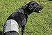 Pet Parents® Washable Belly Bands for Male Dogs (3pack) + Extendrs® of Durable Dog Diapers Male, Premium Male Dog Diapers & Dog Wraps (X-Large, Natural)