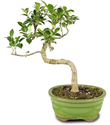 lucky bambus Lucky Bamboo Plant Care - How to Grow Dracaena sanderiana main image 0