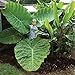 5 X Rare Elephant Ear Bulbs - THAI GIANT - Colocasia Gigantea - 5 Mature, Blooming Sized Bulbs