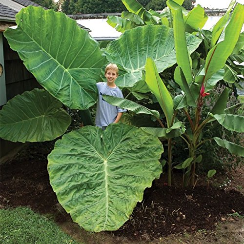 5 X Rare Elephant Ear Bulbs - THAI GIANT - Colocasia Gigantea - 5 Mature, Blooming Sized Bulbs