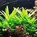 Hygrophila Salicifolia Bundle Freshwater Background Live Aquarium Plants Decoration
