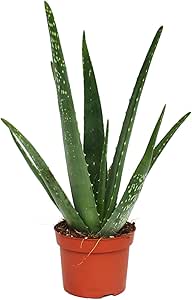 Fantástico Encantadora Aloe Vera planta Excelente Sanación beneficio