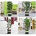 Yojoloin 2 Pack Garden Plant Support Ring Garden Trellis Flower Plastic Pillar with Iron Support Rings Climbing Vegtables&Flowers&Fruit Grow Cage with 3 Adjustable Rings 17.8