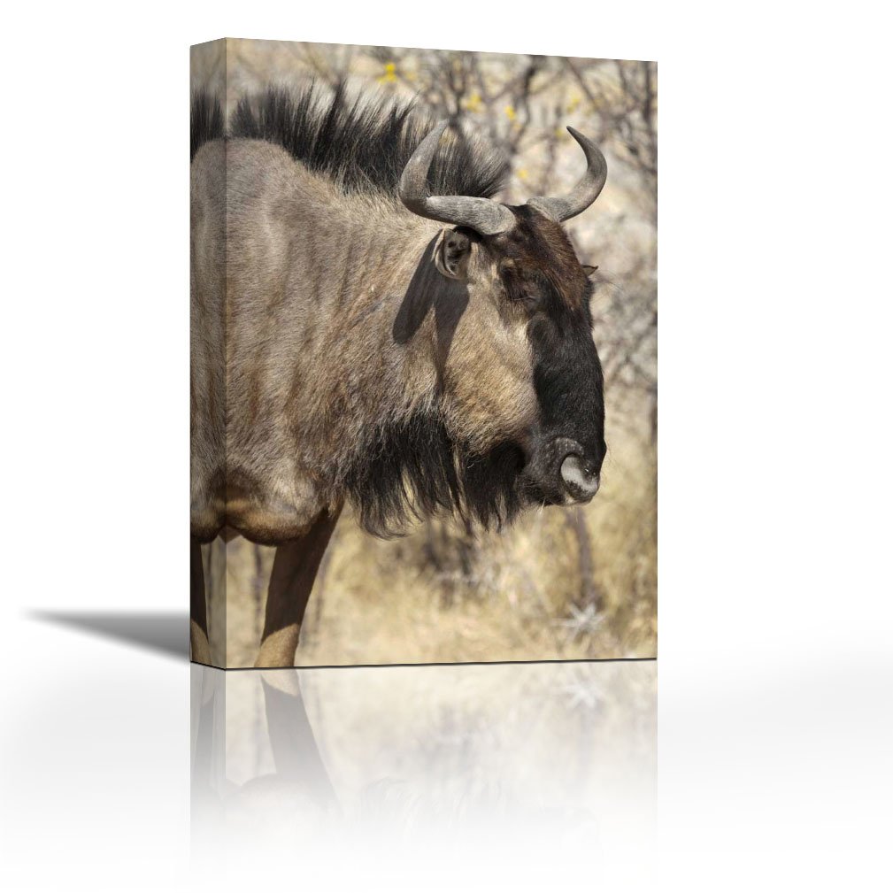 photo Face Wildebeest Drawing amazon in