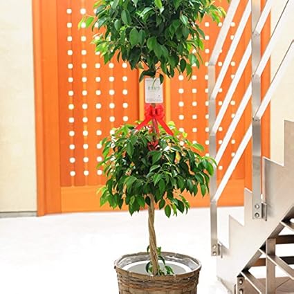 Amazon 観葉植物 ベンジャミン リッチ ダブル 1０号 バスケット鉢カバー付 ビジネスフラワー 観葉植物