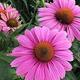 Purple Coneflower Seed Balls - Bulk Seed Balls for Fall Planting (Echinacea purpurea) Fall 2016 (20)