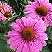 Purple Coneflower Seed Balls - Bulk Seed Balls for Fall Planting (Echinacea purpurea) Fall 2016 (50)