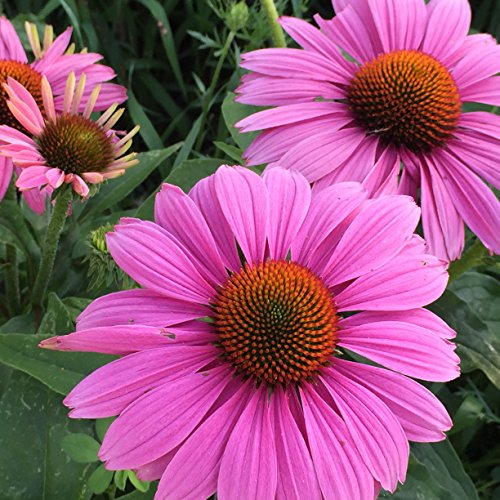 Purple Coneflower Seed Balls - Bulk Seed Balls for Fall Planting (Echinacea purpurea) Fall 2016 (20) Purple Coneflower Seed Balls - Bulk Seed Balls for Fall Planting (Echinacea purpurea) Fall 2016 (20)