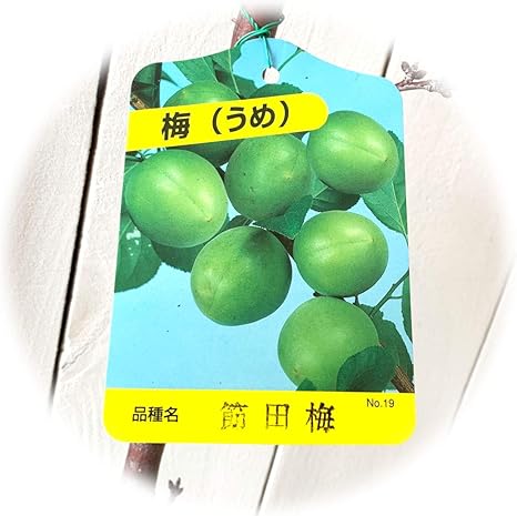 Amazon 梅 苗木 節田梅 12cmポット苗 せつだうめ うめ 苗 ウメ 果物