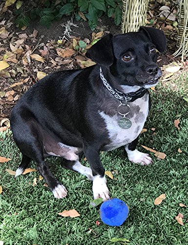 12 Pack Plush Squeaky Balls for Dogs or Cats - Red, Blue, Yellow