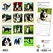 Bernese Mountain Dogs 2019 12 x 12 Inch Monthly Square Wall Calendar, Animals Dog Breeds