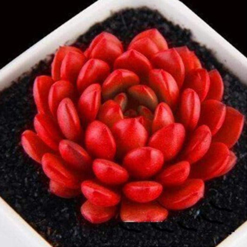 Cioler 100 unidades semiseductor rosa rubí semirraros Echeveria ...