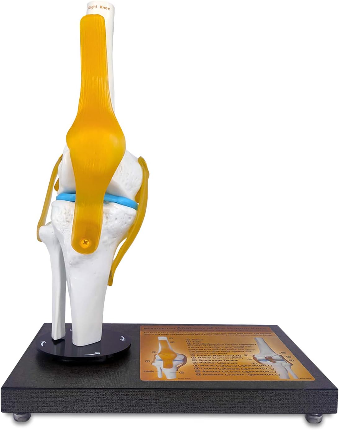 360° Rotatable Human Knee Joint Model With Ligaments Anatomical Life Size Skeleton Model for Medical Student Education, Tool & Gift for Doctors, Athlete, Physical Therapist