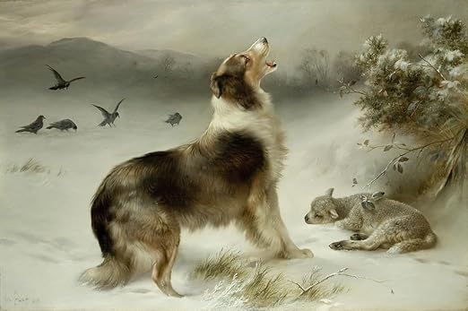 border collie hunting