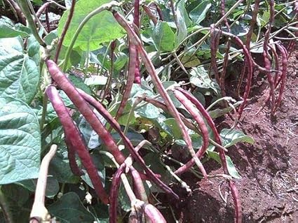 Amazon Com 50pcs Top Pick Pinkeye Purple Hull Southern Pea Cowpea Garden Seeds Garden Outdoor