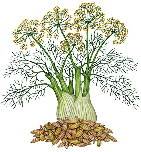 Go Green Fennel Wild Flower Extra Pungent (Multicolor, Pack of 40 Seeds)