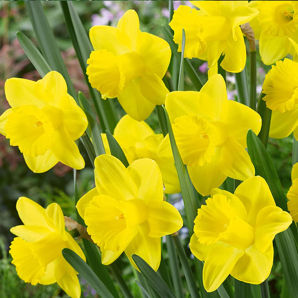 30 x Daffodil Yellow Trumpet – Classic & Most Popular Variety – Perennial – Bright Yellow Blooms to Bring Sunshine to Your Garden – for Your Beautiful Garden
