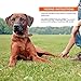 Wellness CORE Dog Treats, Natural, Grain Free, Tender Jerky, Chicken & Lamb (4 Ounce Bag)