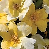 Sunny Knock Out Rose Bush | Fragrant Reblooming Yellow Rose | Low Maintenance Easy To Grow Plant | 4 Inch Container Potted