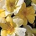 Sunny Knock Out Rose Bush | Fragrant Reblooming Yellow Rose | Low Maintenance Easy To Grow Plant | 4 Inch Container Potted
