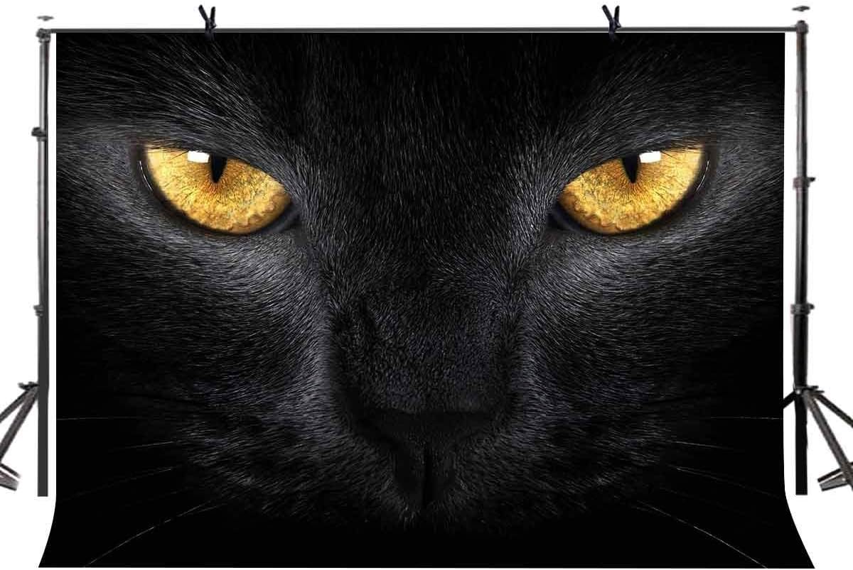 Edcott 7x5ft Toile De Fond Eleve Chat Noir Frappant Photographie De Pupille Chat Noir Toile Photo Studio Fond Accessoires Lyp042 Amazon Fr Photo Camescopes