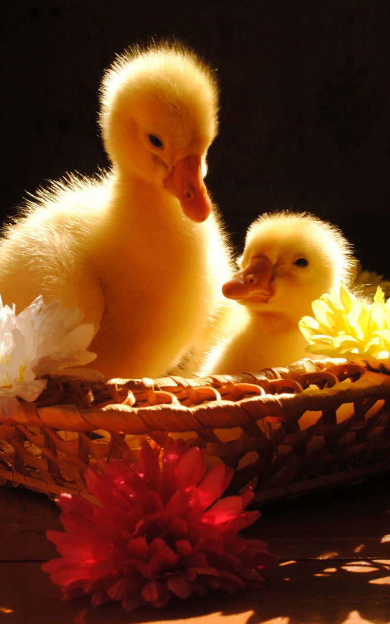 Amazon.com: Cute Animals Live Wallpaper: Appstore for Android