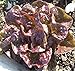 Heirloom Marvel of Four Seasons Lettuce Seed